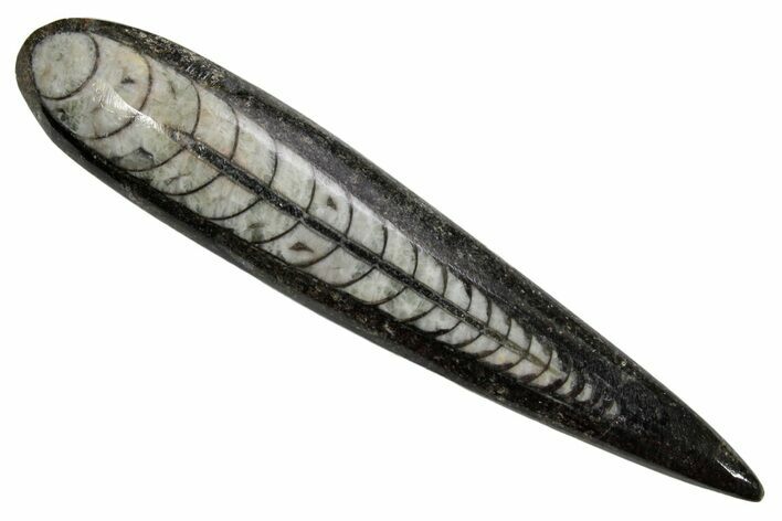 Polished Fossil Orthoceras (Cephalopod) - Morocco #363847